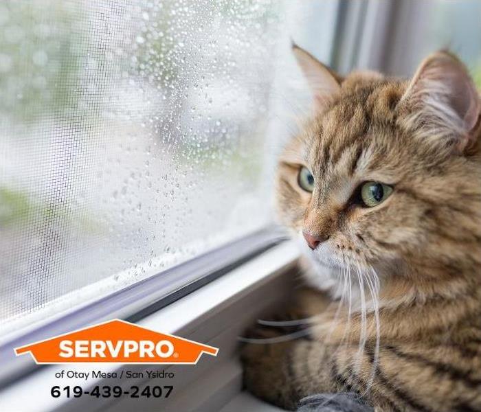 A cat watches the rain from a windowsill during a storm.