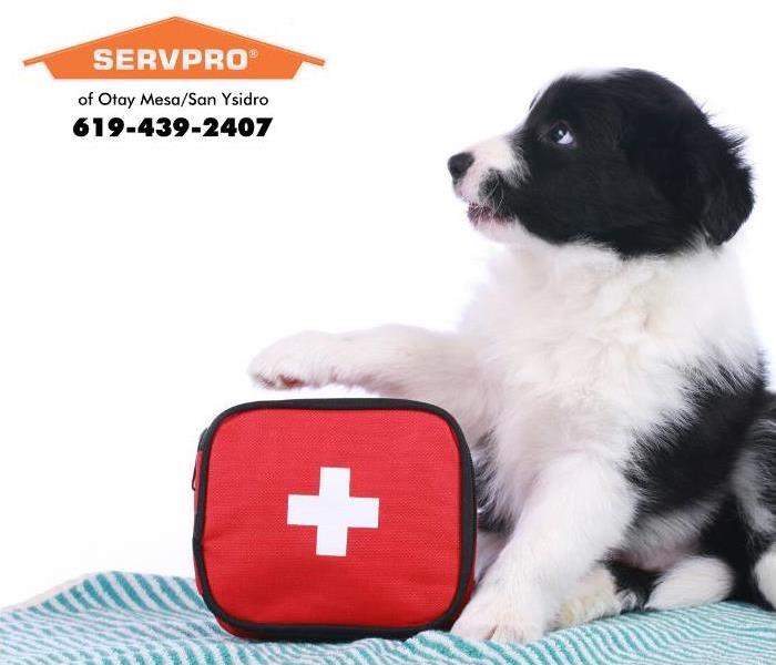puppy with first aid kit 