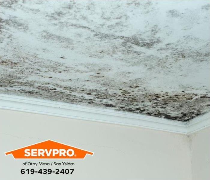Mold covers the ceiling of a home.