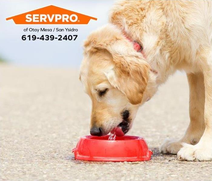 A dog drinks water to stay hydrated during a hot summer day.