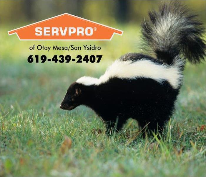 A skunk is seen standing on a lawn, lifting his tail to spray someone.