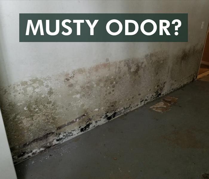 Black mold growth on wall with the phrase MUSTY ODOR 